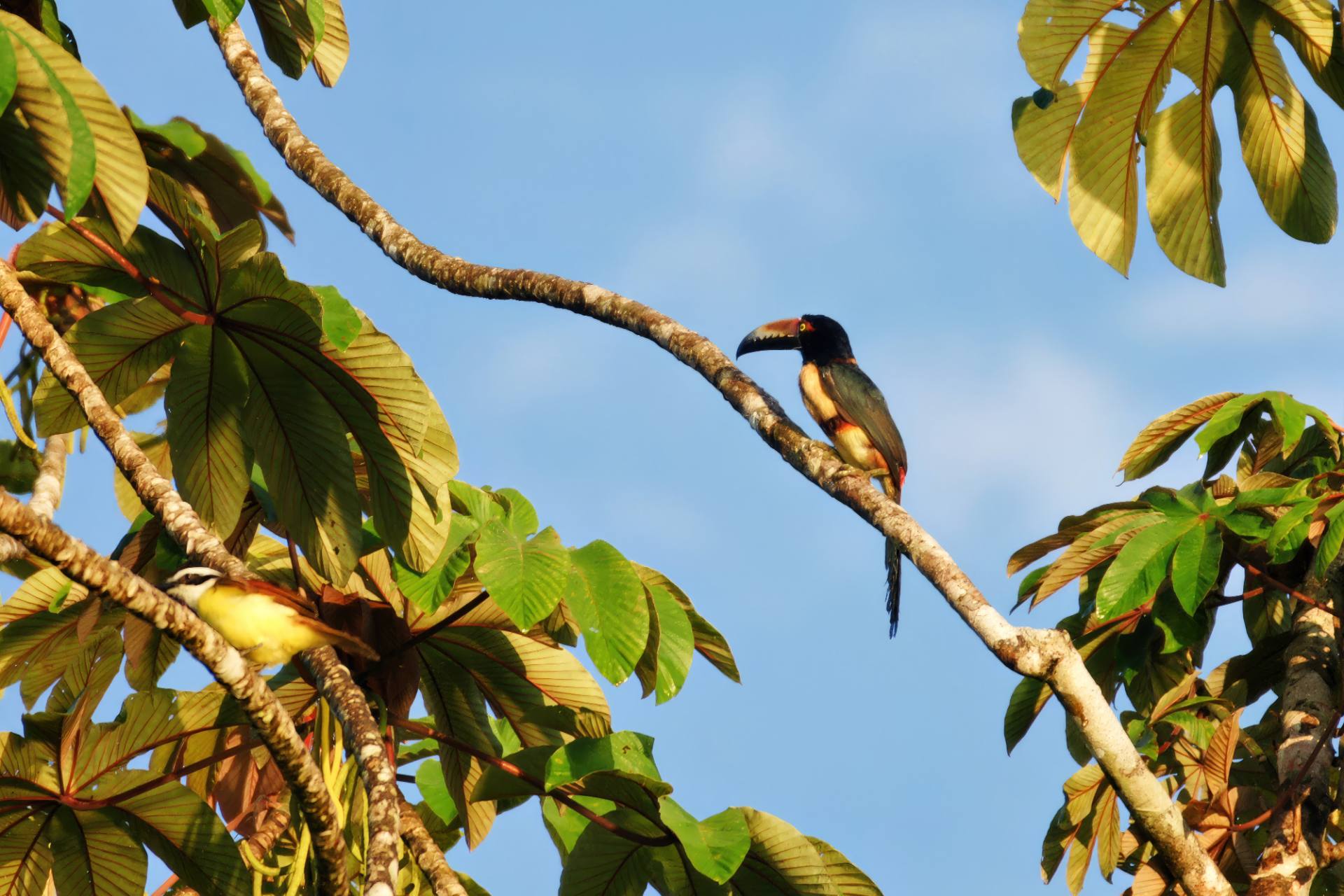 Feuerschnabelarassari (Pteroglossus frantzii)